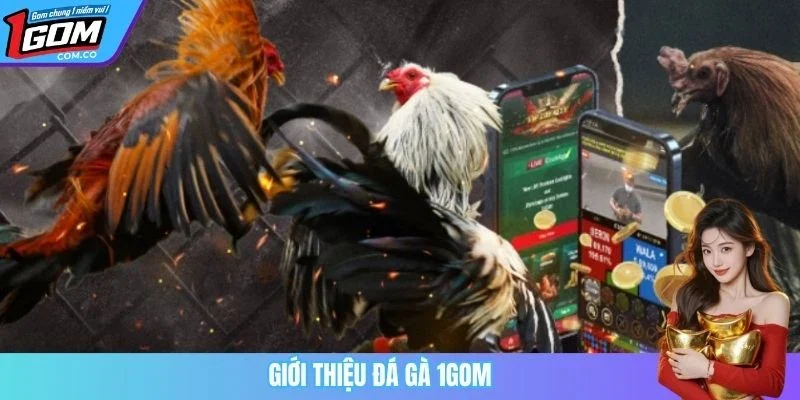 Giới thiệu đá gà 1GOM