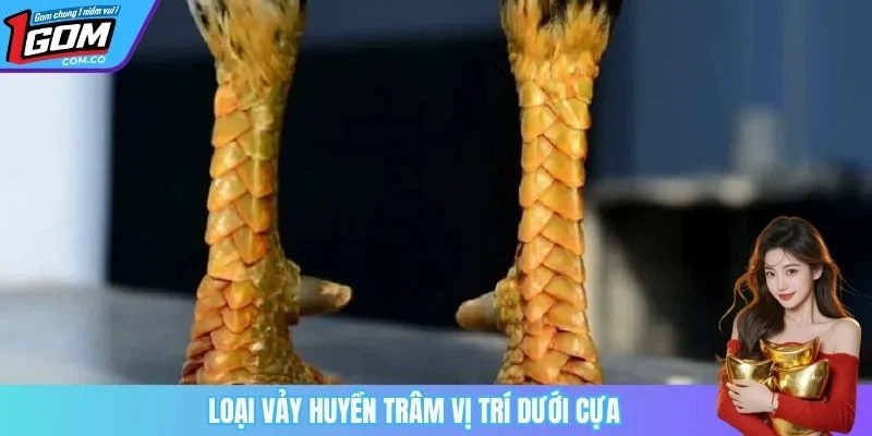 Loại vảy huyền trâm vị trí dưới cựa